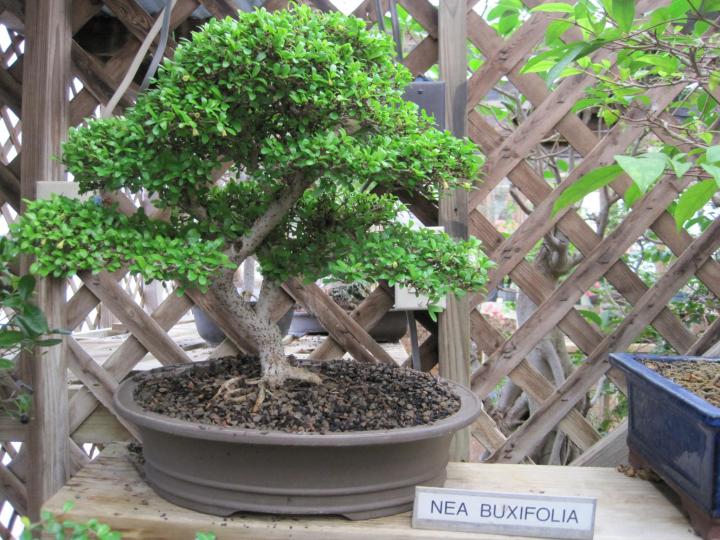 wimberley_bonsai_004_full_width.jpg